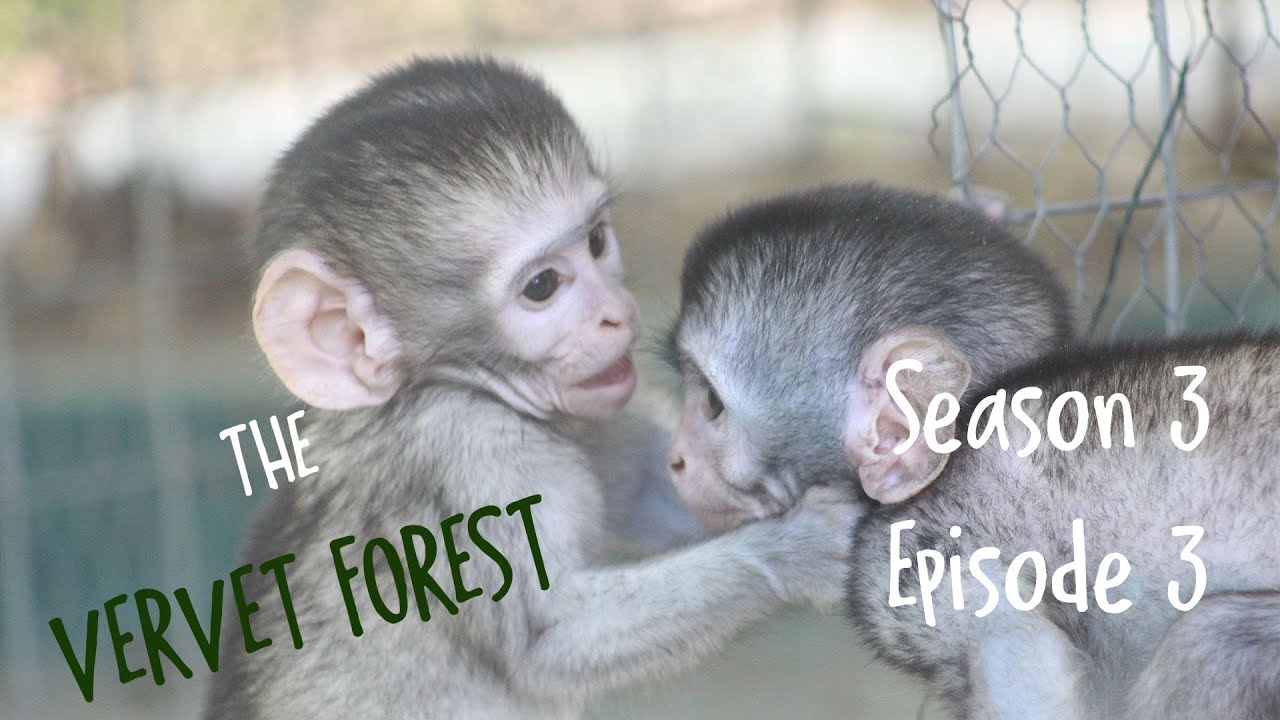 Orphan baby monkeys Dobby and Karla get to meet for the first time ...