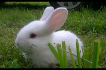 Cocoland Funny Bunny - Cocomel Baby Bunny