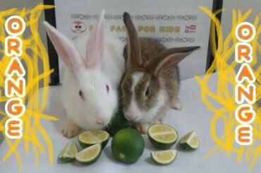 Rabbit eating orange ASMR & 먹방 #rabbit #bunny #먹방 #mukbang #eating show