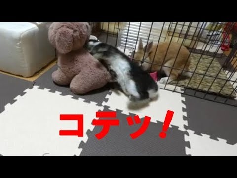 うさパンチ連発からコテッするうさぎrabbit Trotting From Usapanchi Rabbit Videos