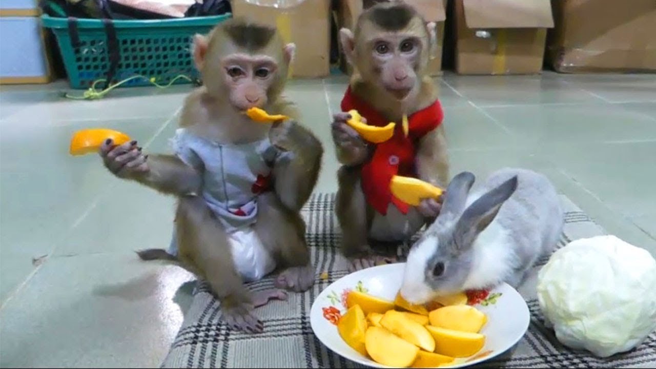 Mori Dodo Family Happy To Get Meal With Baby Rabbit