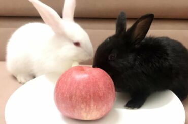 ASMR | RABBIT ASMR EATING APPLE