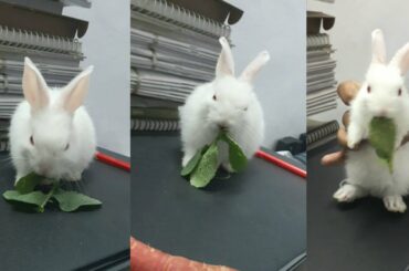 Civil Services Study New Member..Cutest "bunny" 🐰