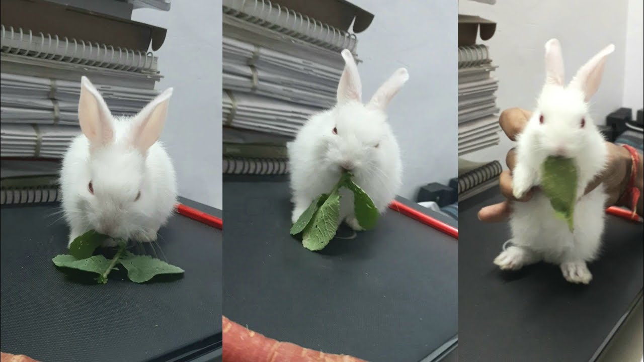 Civil Services Study New Member..Cutest "bunny" 🐰