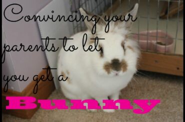 Convincing Your Parents to Let you get a Rabbit
