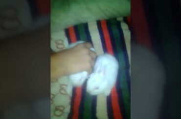 Cute rabbit baby I love you