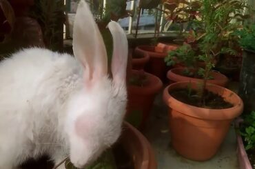 A young #Bunny and the Lovely gestures🐇💓