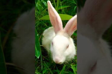 Cute Rabbit | decorstyled