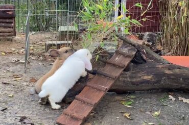 To See Our Beautiful Rabbits Cara & DaVinci Makes Me Chill, Relax and Calm
