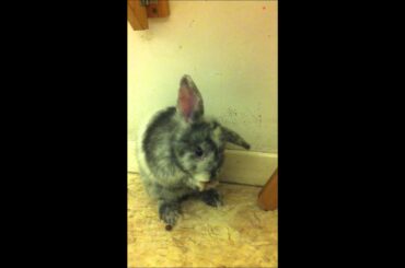 Cute pet rabbit grooming and cleaning