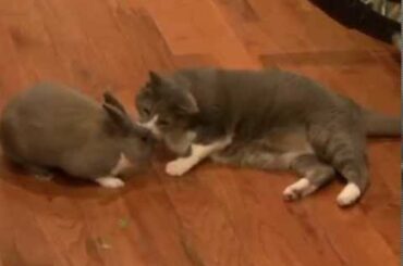 CUTE CAT LOVES LITTLE RABBIT