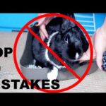 TOP 10 MISTAKES RABBIT OWNERS MAKE