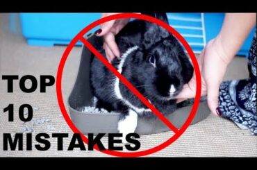 TOP 10 MISTAKES RABBIT OWNERS MAKE