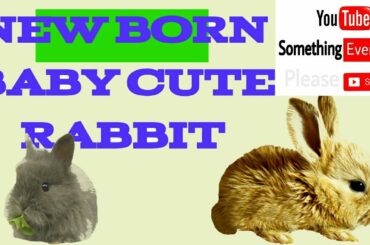 Cj7cute rabbit names for males, cute rabbit in india, cute rabbit in the world, cute rabbit