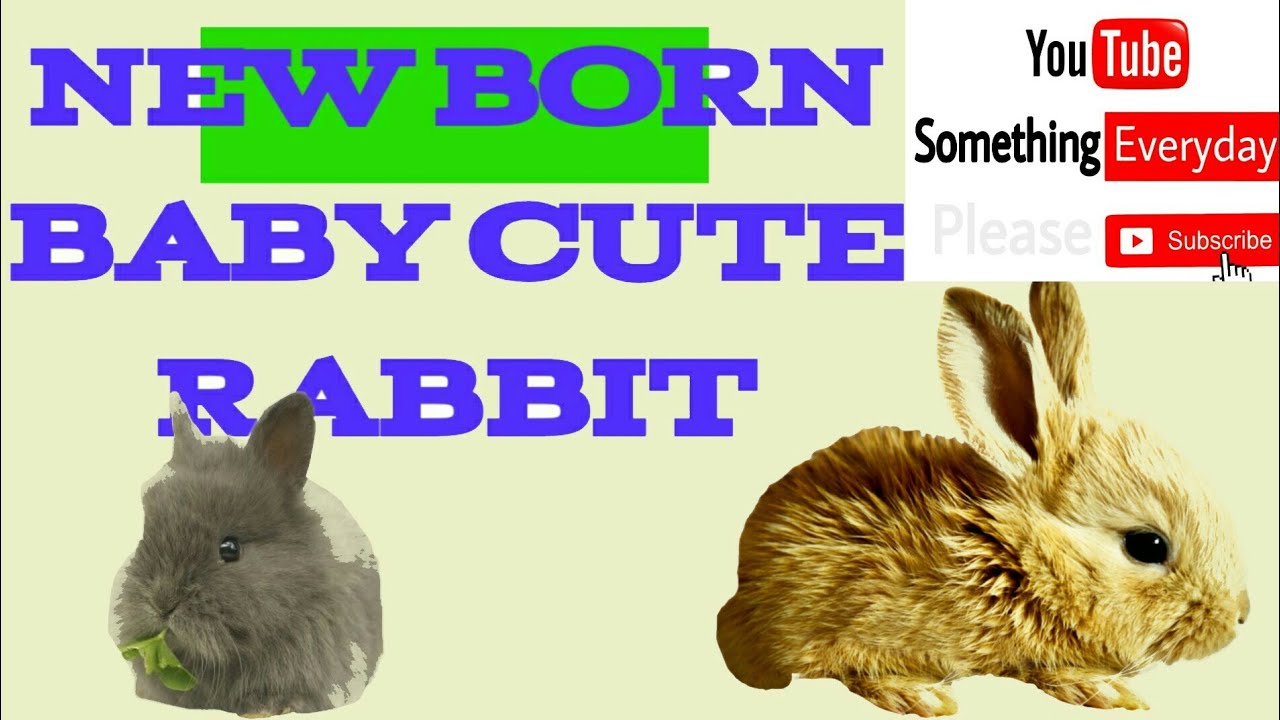 Cj7cute rabbit names for males, cute rabbit in india, cute rabbit in the world, cute rabbit