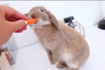 Cute bunny