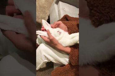 Gentle massage for Bunnies | Cute Rabbit Dolce loves her massage.