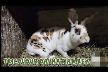 CUTE DALMATIN REX BUNNY