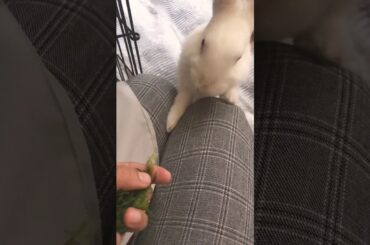 Bunny | Cute Rabbit eating spinach