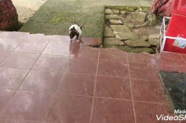 Cute Rabbit Running  😘pls subscribe