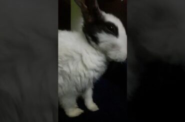 Cute rabbit