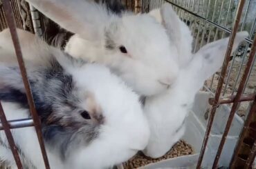 "Bunny is such agreeable friends|bunny's life