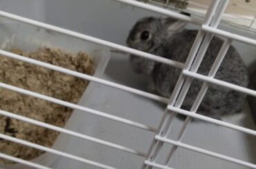 BUNNY VLOG!!!