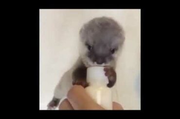 Cute baby animals Videos Compilation cute moment of the animals