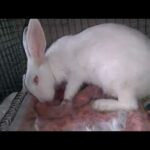 Cute Rabbit feeding her baby..