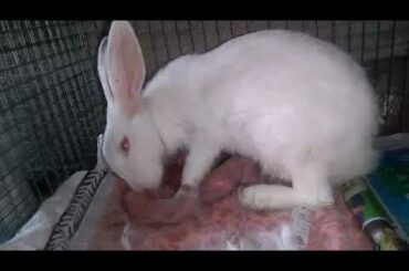 Cute Rabbit feeding her baby..