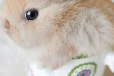 BUNNY