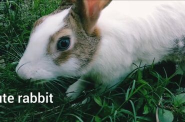 Cute rabbit