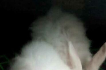 Giant angora rabbits white