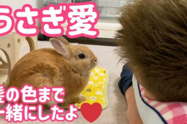 【うさぎ】愛情注ぐと懐くよ！この距離感で思いあう二人♡【かわいい】Cute rabbit #59