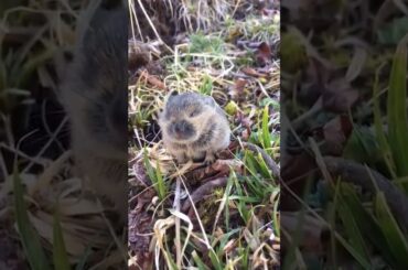 Baby pika
