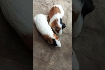 Rabbits pair