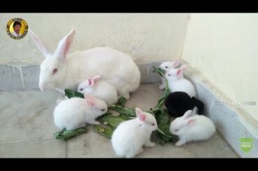 how baby rabbits feeding milk from their mother