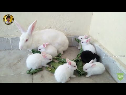 how baby rabbits feeding milk from their mother