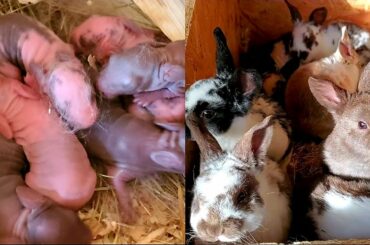 Rabbit Babies Newborn to 28 Days | Baby Bunny Kits!