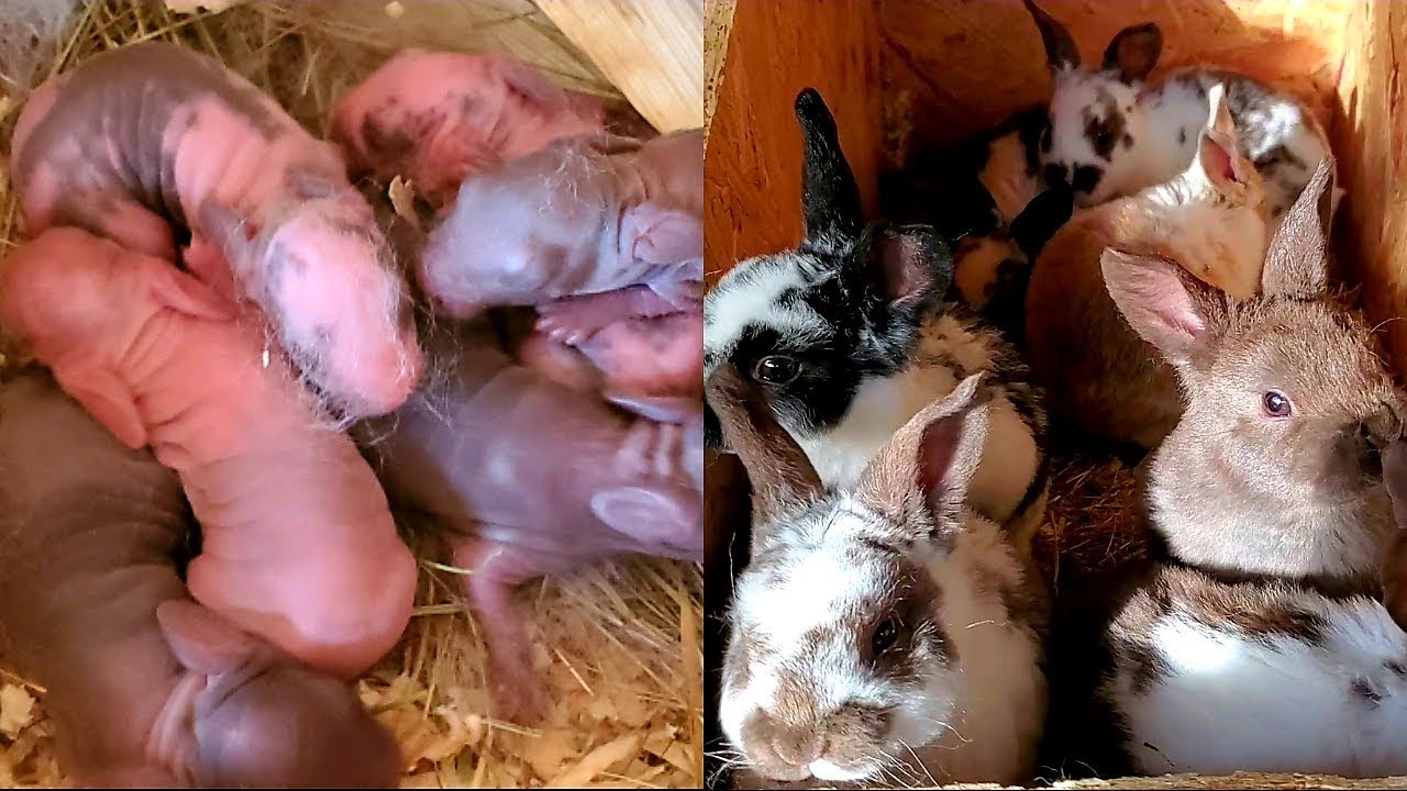 Rabbit Babies Newborn to 28 Days | Baby Bunny Kits!