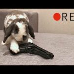 When your rabbit is home alone - BAD idea!