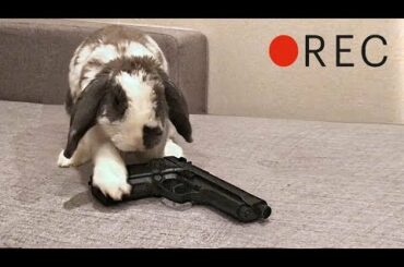 When your rabbit is home alone - BAD idea!