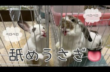 🐰ペロペロ舐めるうさぎの赤ちゃん達が可愛過ぎる！〜Licking rabbit babies〜