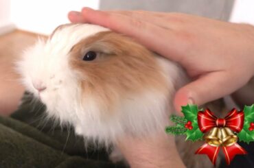 Rescued Bunny Getting Ready For First Proper Christmas