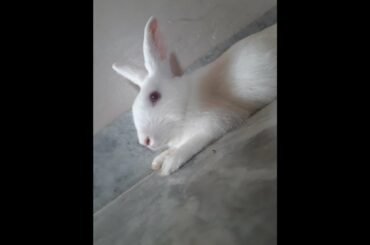 rabbit l cute bunny l white rabbit l