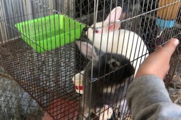 Cute Rabbit : My First Ever pet Vlog