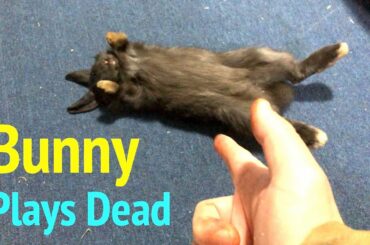 Cute Bunny Rabbit Surrenders