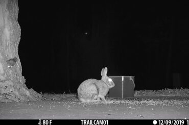 Flying Squirrel and Bunny
