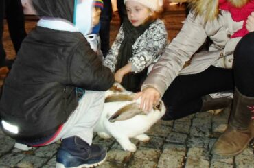 Cute Rabbit Being Adored By Kids