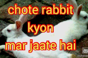 chote baby bunnies kyon mar jaate hai. 4 reason in urdu/hindi